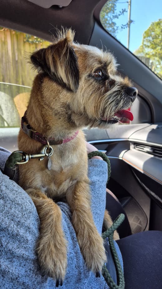 Scruffy Border Terrier with its tongue out, the coat type that gets hand stripped