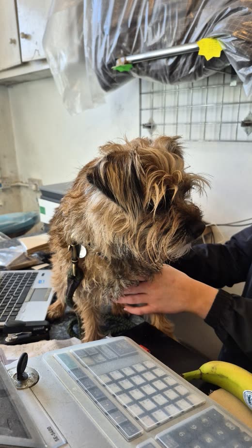 Shaggy ungroomed terrier held on the salon counter before its clip, cropped tight to the dog