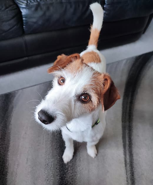 Tan-and-white Jack Russell looking up at the camera at home